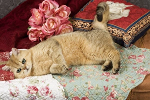 Images Dated 9th September 2007: Cat - British Shorthair