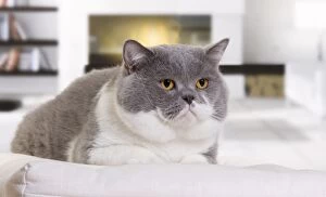 Hair Gallery: Cat - British Shorthair Bicolor White and Blue