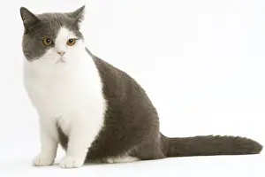 Cat - British shorthair bicolor white and blue in studio