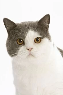 Images Dated 17th September 2005: Cat - British shorthair bicolor white and blue in studio