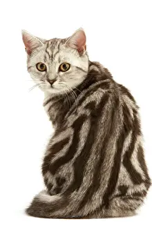 British Prints: Cat -British Shorthair, Black Silver Tabby Blotched
