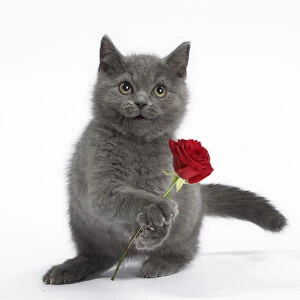 Cat - British Shorthair Blue kitten holding red rose