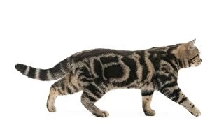 Images Dated 7th February 2014: Cat - British Shorthair Brown Tabby