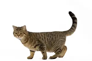Cat - British Shorthair Brown Tabby - in studio