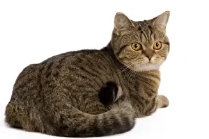 Cat - British Shorthair Brown Tabby - in studio