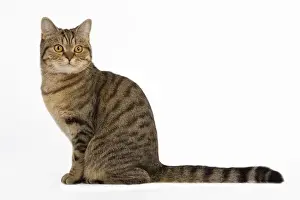Cat - British Shorthair Brown Tabby - in studio