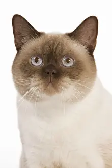 Cat - British Shorthair Chocolate Point in studio