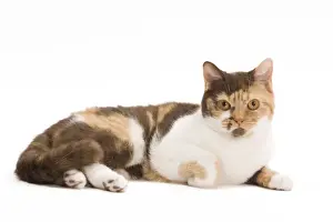 Cat - British Shorthair Chocolate Torite & White - 1 year old