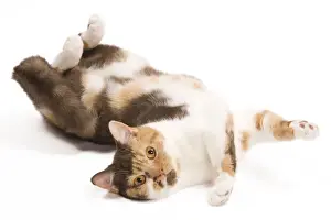 Cat - British Shorthair Chocolate Torite & White - 1 year old rolling in studio