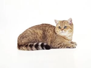 British Shorthair Gallery: CAT - British Shorthair - Golden Tipped