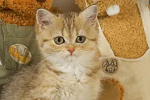 British Shorthair Prints: Cat - British Shorthair kitten