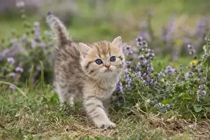 British Shorthair Prints: Cat - British Shorthair kitten - 6 weeks old