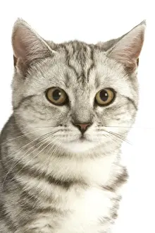 British Shorthair Prints: Cat - British shorthair kitten - black silver tabby