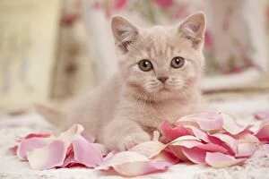 Cat - British shorthair kitten - cream - 3 months old