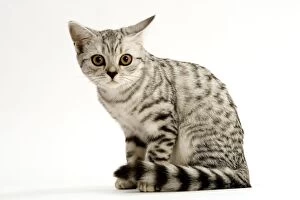 Images Dated 17th September 2005: Cat - British shorthair kitten - silver spotted tabby