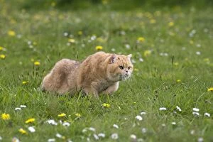 Behavoiur Gallery: Cat - British Shorthair kitten stalking