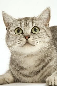 Images Dated 17th September 2005: Cat - British shorthair kitten in studio