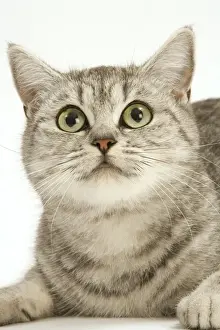 British Shorthair Prints: Cat - British shorthair kitten in studio