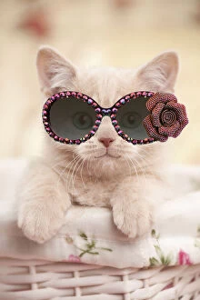 Images Dated 18th April 2020: Cat - British shorthair kitten wearing sunglasses