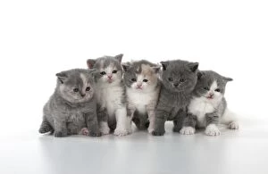 CAT - British shorthair kittens sitting in a row