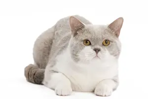Cat - British Shorthair Lilac & white