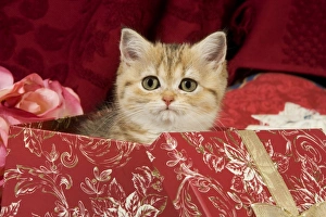 Images Dated 9th September 2007: Cat - British Shorthair - in present box