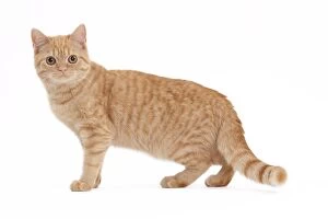 Cat - British shorthair red tabby