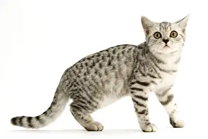 Cat - British shorthair silver spotted kitten in studio