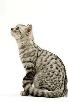 Cat - British shorthair silver spotted kitten in studio