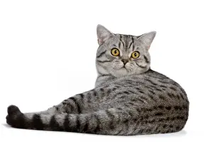 British Shorthair Prints: Cat - British Shorthair Silver Spotted - in studio