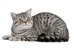 Spotted Prints: Cat - British Shorthair Silver Spotted - in studio