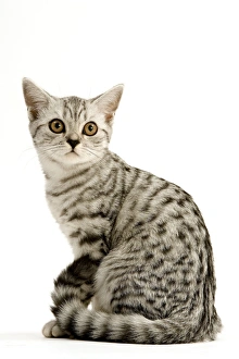 Cat - Tabby kitten sitting down