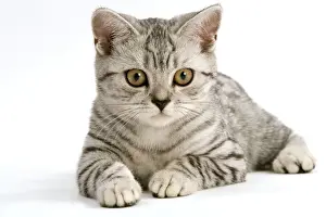 British Prints: Cat - British Shorthair, silver tabby spotted kitten