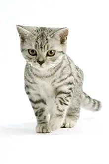 Spotted Prints: Cat - British shorthair - silver tabby spotted in studio - kitten