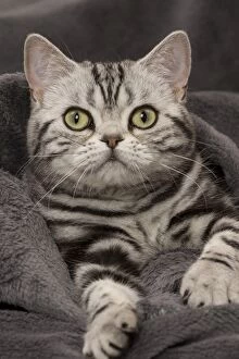 Cat British Shorthair Silver Tabby wrapped in blanket