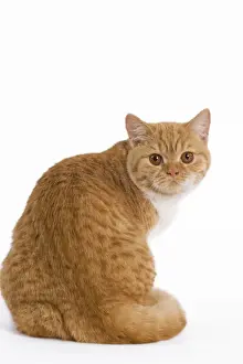 Spotted Prints: Cat - British Shorthair spotted ginger tabby & white