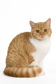 Spotted Prints: Cat - British Shorthair spotted ginger tabby & white