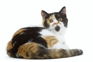 Cat Prints: Cat - British shorthair - tortoiseshell & white
