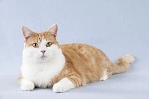 Ginger And White Collection: CAT - British Shorthair X