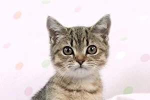 Kittens Collection: Cat - British shorthair X kitten (head shot) Digital Manipulation
