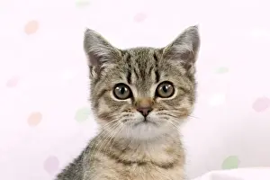 Cat - British shorthair X kitten (head shot) Digital Manipulation: extended pink material to cover white background