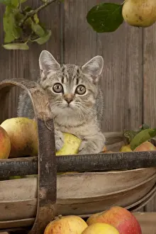 CAT. British shorthair X kitten laying on basket of apples