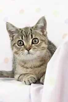 Rest Prints: CAT. British shorthair X kitten laying on blanket