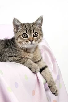CAT - British shorthair X kitten laying on blanket