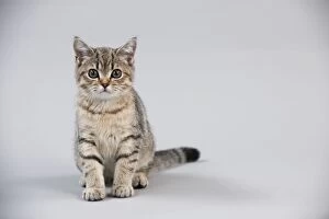 Images Dated 24th October 2011: CAT - British shorthair X kitten sitting