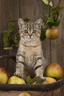 Images Dated 24th October 2011: CAT. British shorthair X kitten sitting on basket of apples