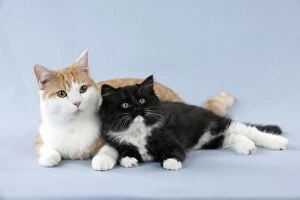 Ginger And White Collection: CAT - British Shorthair X - sitting with Black and White Cat