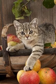 CAT - British shorthaired kitten laying on basket of apples