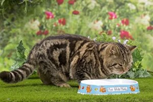 Cat - British Tabby at food bowl