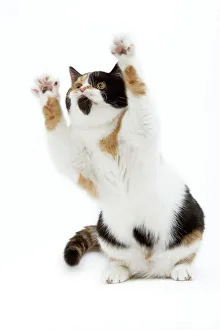 Cat - Kitten standing on hind legs